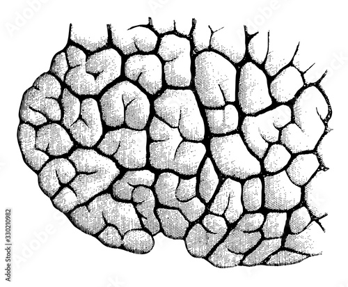 Portion of a child's lung, vintage illustration.