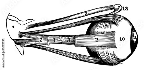 External Muscles of the Eyeball, vintage illustration.