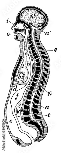 Longitudinal Section of the Body, vintage illustration