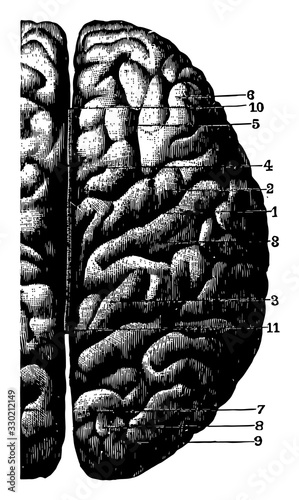 Cerebral Convolutions, vintage illustration