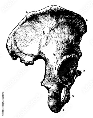 Part of the Human Pelvic Bone, vintage illustration.