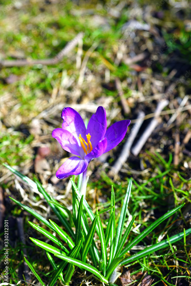 Purple crocus vernus flower peeking through the grass and mulch in early spring Purple crocus vernus flower peeking through the grass and mulch in early spring