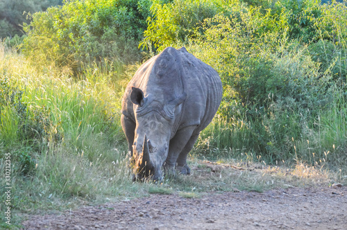 Alert and charging male bull white Rhino or Rhinoceros in a game reserve during safari in South Africa