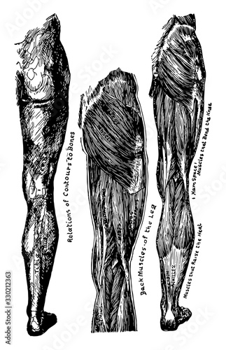 Back View of Legs, vintage illustration