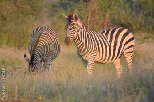 Portrait of a Burchell s zebra in a nature reserve in South Africa