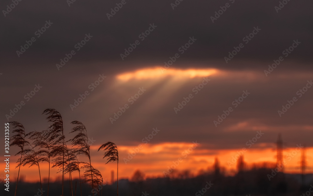 Fototapeta premium Dry stems of Miscanthus against a cloudy sky at sunset. landscape with sunbeams