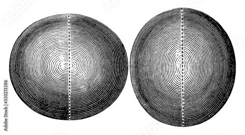 Photography Oblate and Prolate Spheroid, vintage illustration