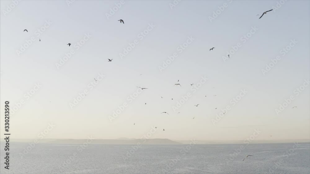 Great slow motion view of many seagulls flying above the blue sea surface Great slow motion view of many seagulls flying above the blue sea surface