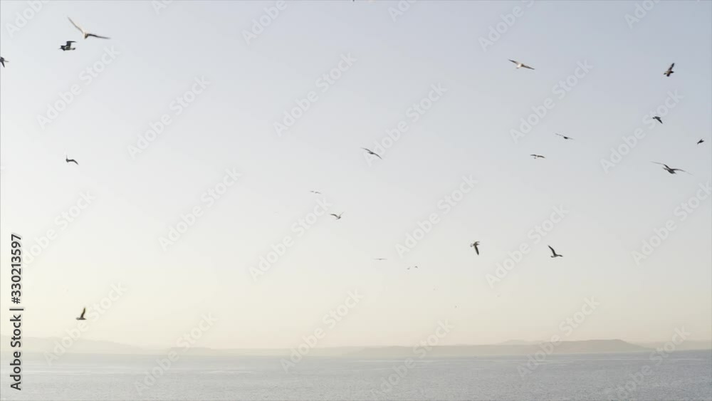 Great slow motion view of many seagulls flying above the blue sea surface in the evening Great slow motion view of many seagulls flying above the blue sea surface in the evening