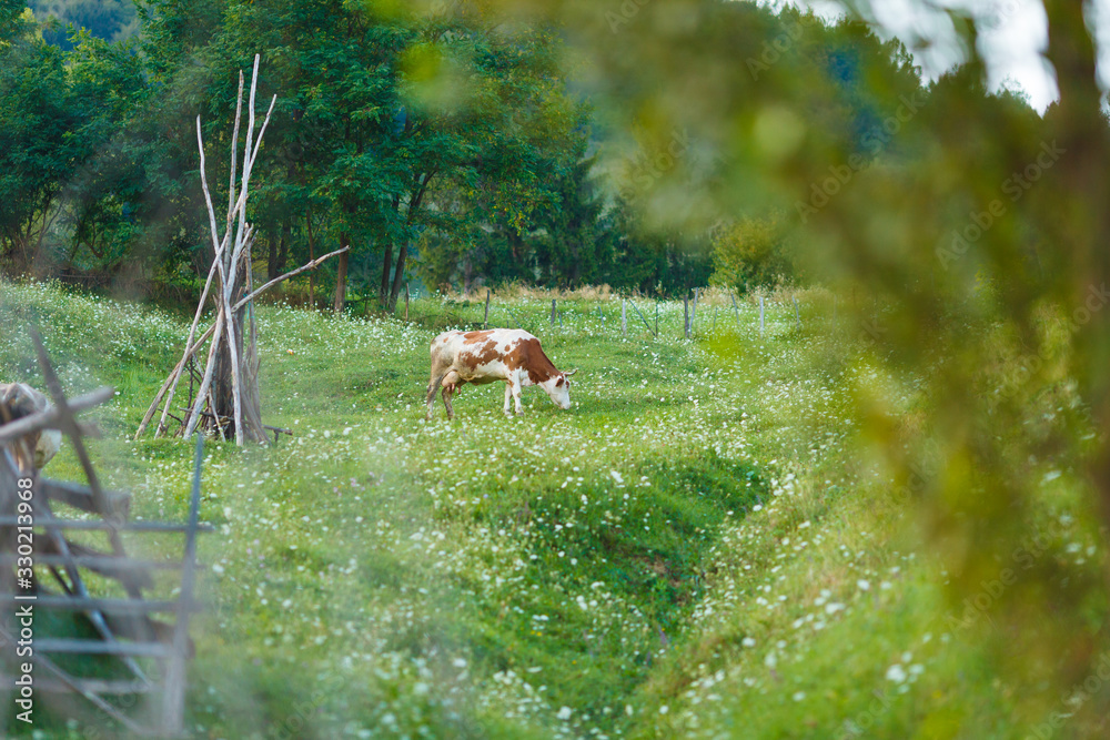 Cow grazing in beautiful pasture on the hills of Romania Cow grazing in beautiful pasture on the hills of Romania