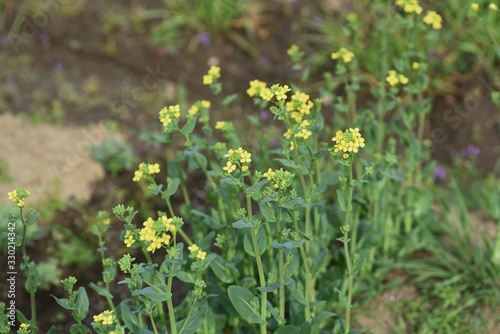 Japanese mustard spinach flowers / Japanese mustard spinach is a winter vegetable called Komatsuna in Japan, and its flowers are also edible.