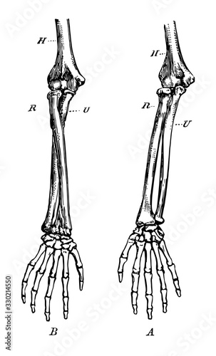 Forearm Bones, vintage illustration
