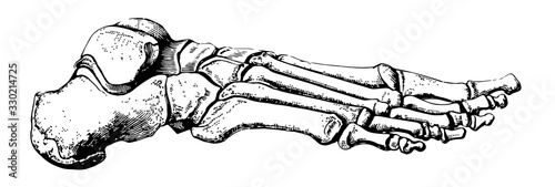 Bones of the Foot, vintage illustration