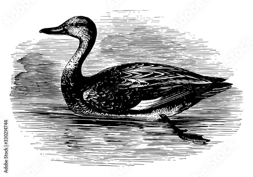 Gadwall, vintage illustration.