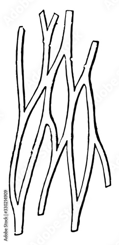 Connective Tissue, vintage illustration