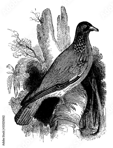 Stock dove, vintage illustration.