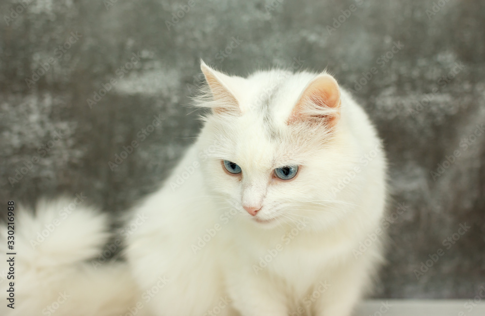Fototapeta premium beautiful white cat with blue eyes on a gray background