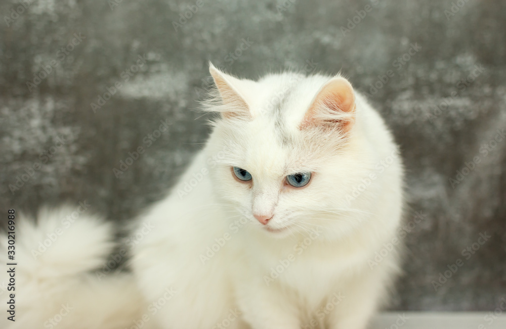 beautiful white cat with blue eyes on a gray background