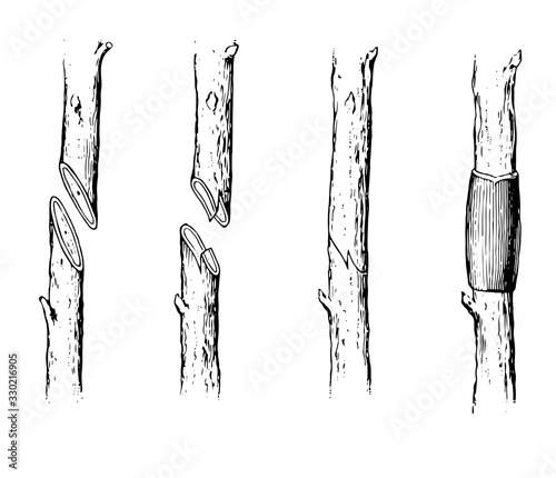 Grafting, vintage illustration.