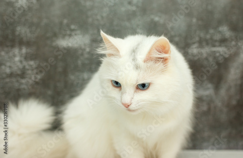 beautiful white cat with blue eyes on a gray background
