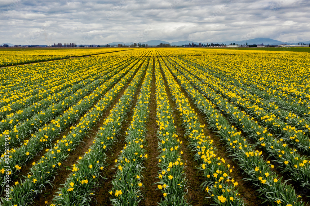 Colorful Aerial View of the Daffodil Fields in Skagit Valley, Washington. Springtime in the Skagit Valley means the emergence of yellow daffodils here seen from a high angle using a drone camera.