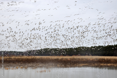 Fotomural Birds flocking over the water in the  Blackwater Nature preserve in Maryland