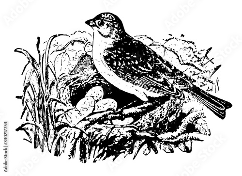Yellowhammer, vintage illustration.