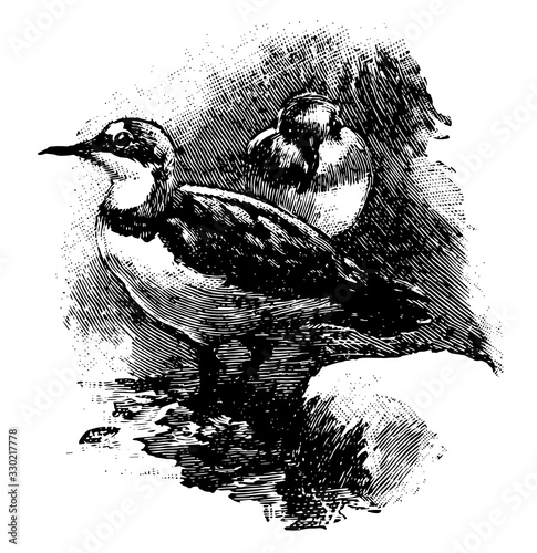 Crook Billed Plover, vintage illustration.