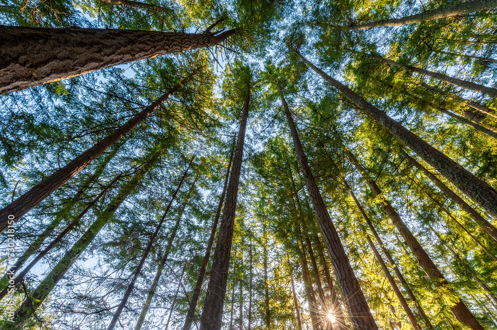 Fototapeta premium Pacific Northwest Fir Forest with Sunburst Glow Through the Trees. A beautiful stand of fir trees seen on an island in Washington state during a wonderful sunrise.