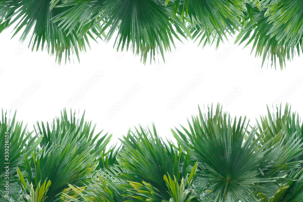 branches of a tree isolated on white and copy space branches of a tree isolated on white and copy space