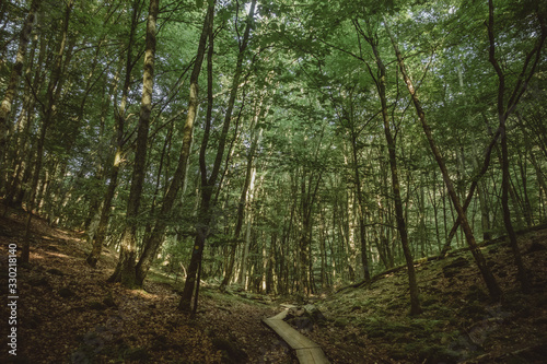 Wooden path between trees in Skäralid, Skåne, Sweden