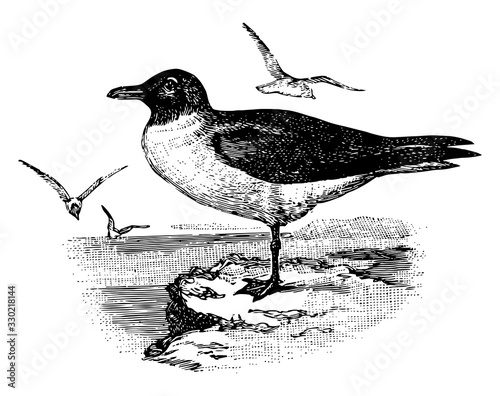 Hooded Gull, vintage illustration.