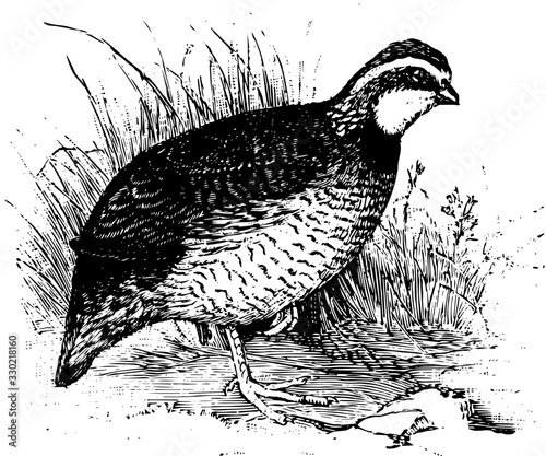 Bob White Quail, vintage illustration.