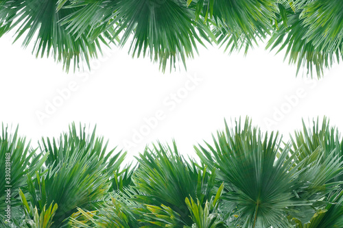 branches of a tree isolated on white and copy space