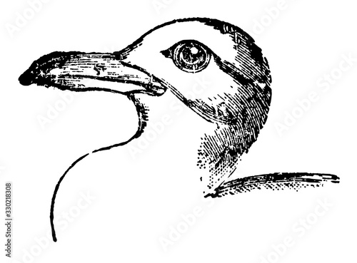 Killiwake Gull, vintage illustration.