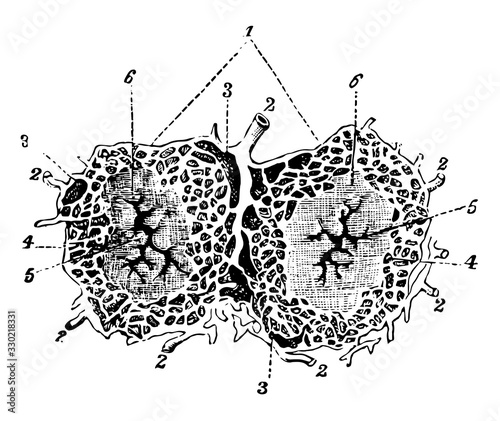 Lobules of the Liver, vintage illustration.