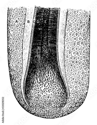 Hair Follicle, vintage illustration.