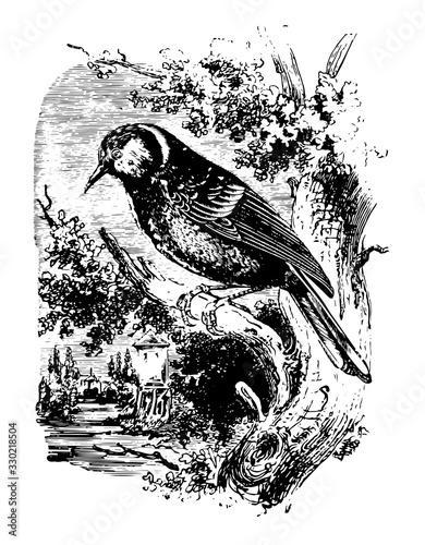 Great Tit, vintage illustration.