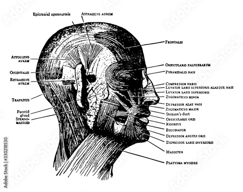 Face and Scalp Muscles, vintage illustration.