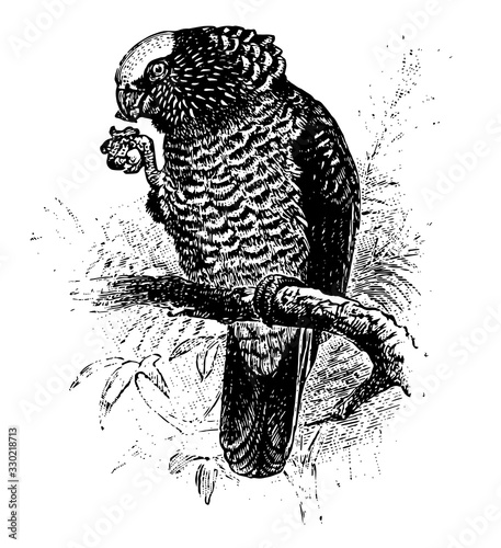 South American Hawk Parrot, vintage illustration.