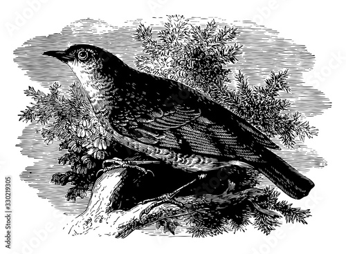 Golden Thrush, vintage illustration.