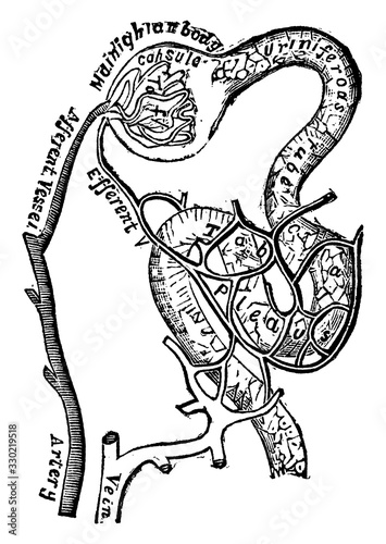 Plan of the Blood Vessels Connected with the Tubules, vintage illustration.