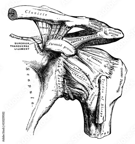 Shoulder, vintage illustration.