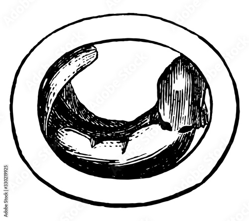 Embryo, vintage illustration.