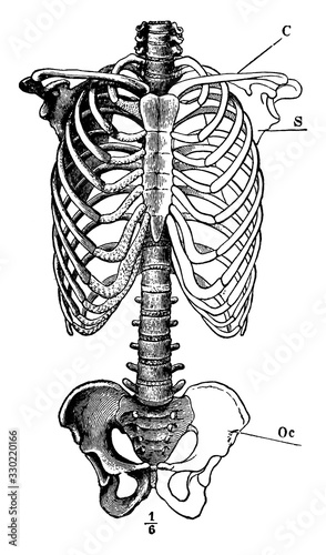Skeleton of Trunk, vintage illustration.