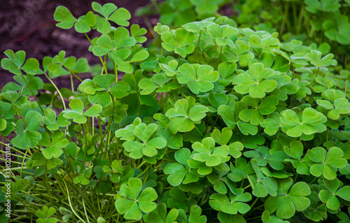 Wallpaper Mural Manojo de tréboles verdes Torontodigital.ca