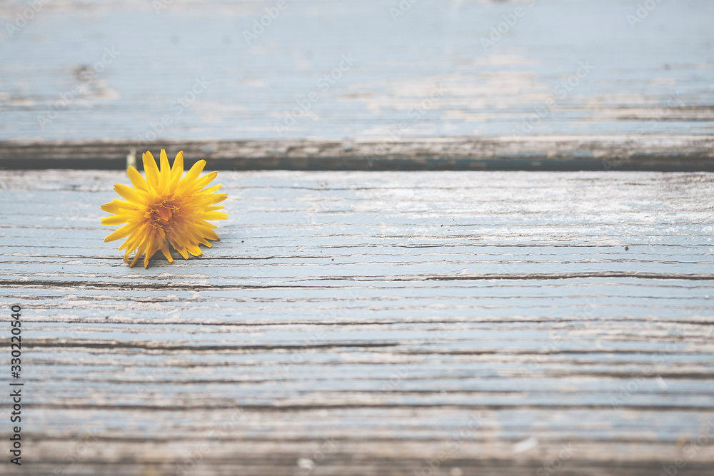 Obraz premium Gänseblümchen, Margeriten, Blüten auf blauem Holz - Hintergrund, mit Textfeld, Vorlage, Design 