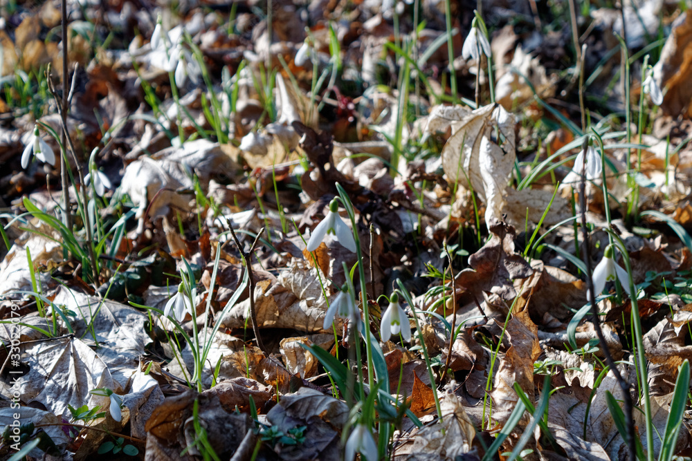 Galanthus nivalis, the snowdrop