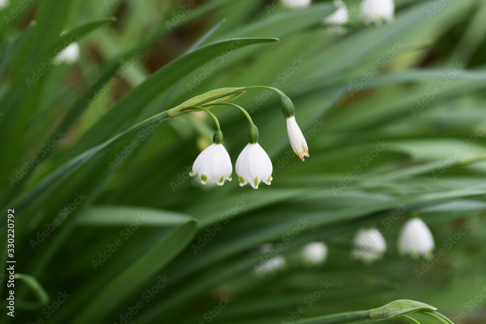 Snowflake blooms a bell-shaped flower with green spots at the tip of the white petal downward. Snowflake blooms a bell-shaped flower with green spots at the tip of the white petal downward.
