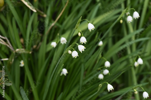 Snowflake blooms a bell-shaped flower with green spots at the tip of the white petal downward. © tamu